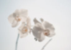 White Flowers