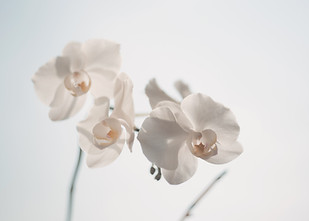 White Flowers