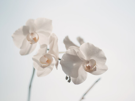 White Flowers