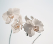 Fleurs blanches