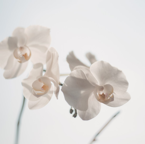 White Flowers