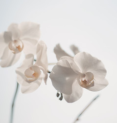 White Flowers