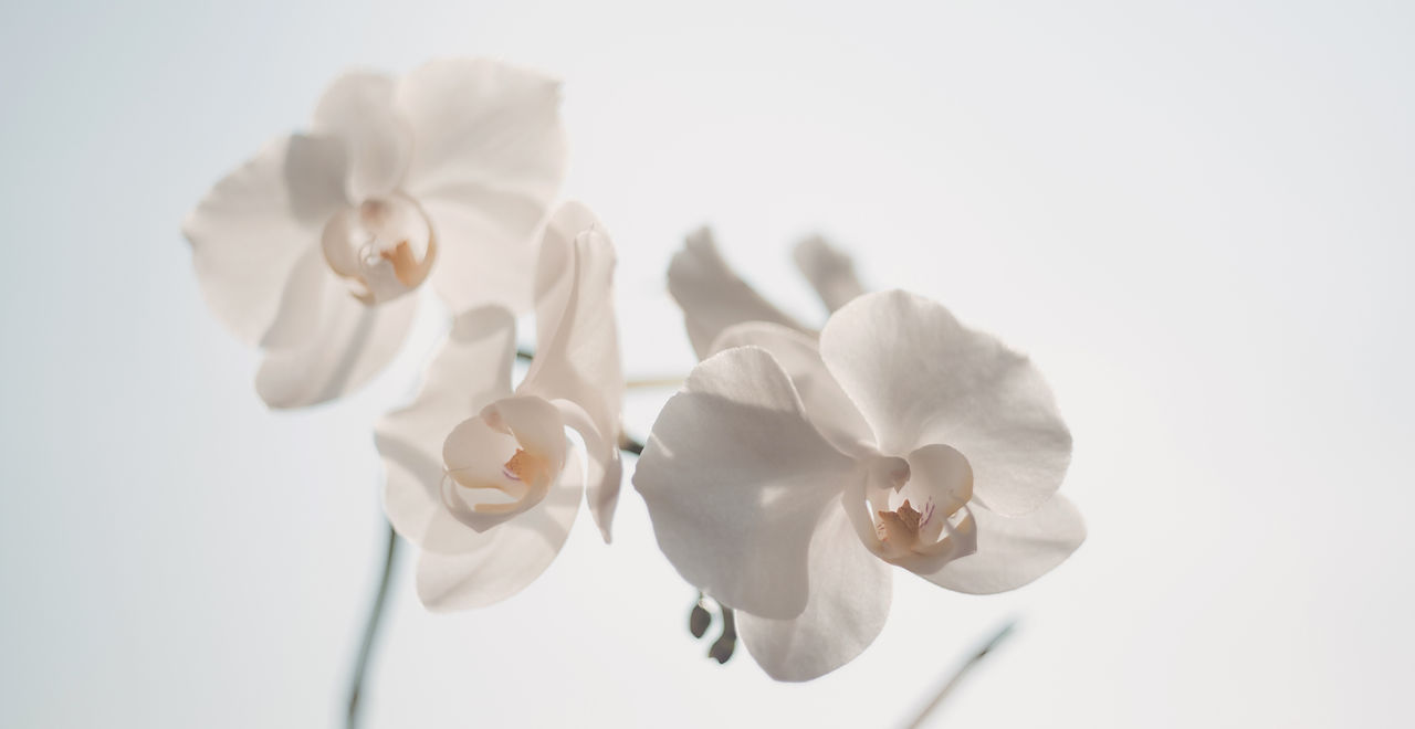 White Flowers