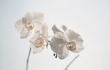 White Flowers