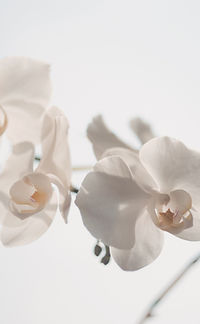 White Flowers