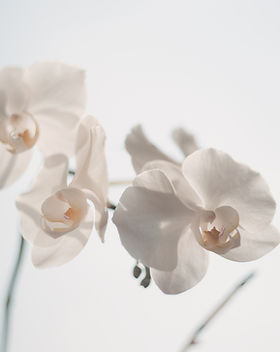 Weiße Blumen