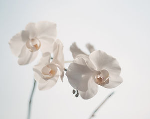 White Flowers