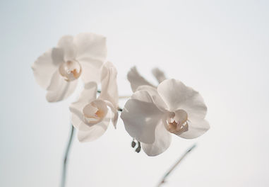 White Orchid Blossoms