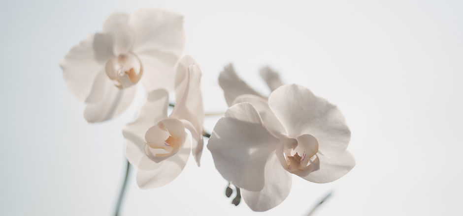 White Flowers