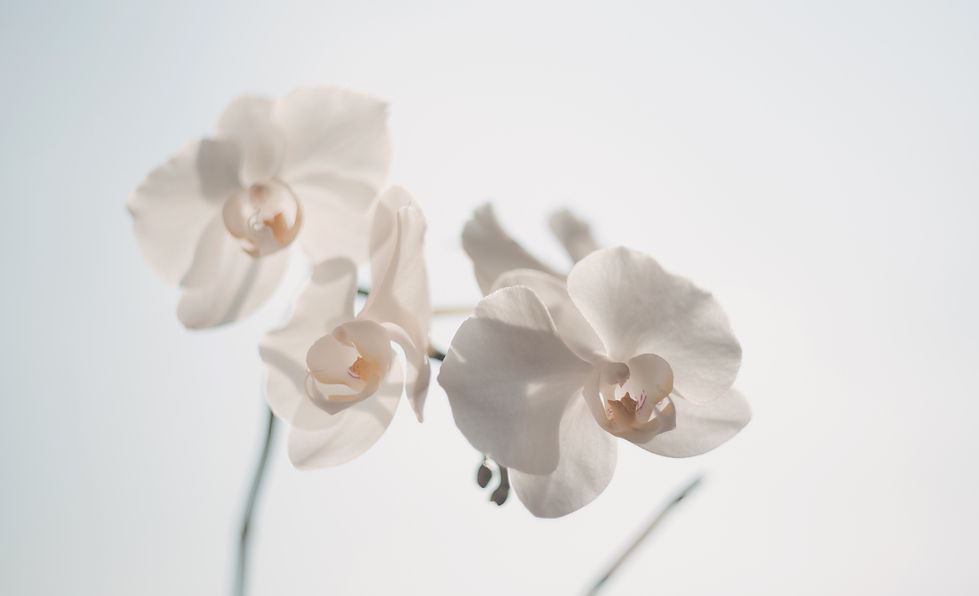White Flowers