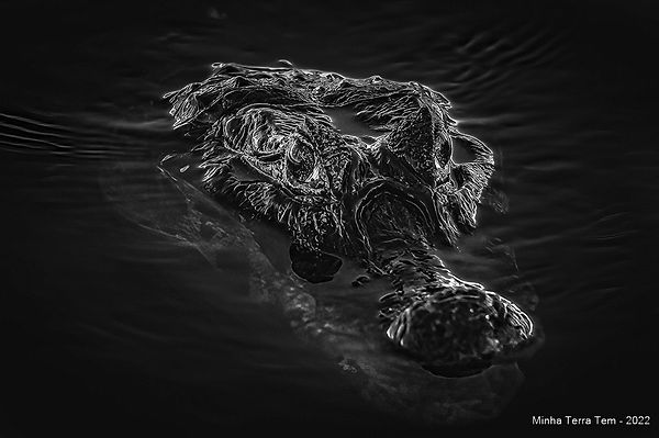 06 - SEÇÃO II – Fauna – (PB) - Immersing.jpg