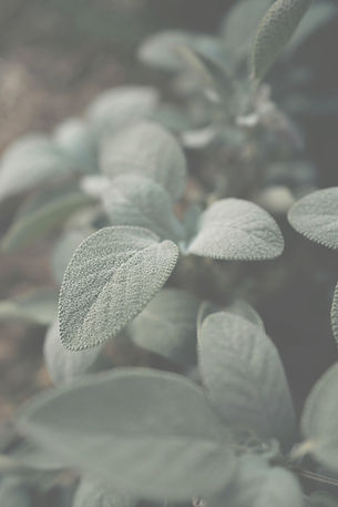 Close up of sage leaf for relationship therapy in Ontario.