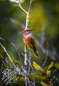 Sunshine Coast Hinterland.