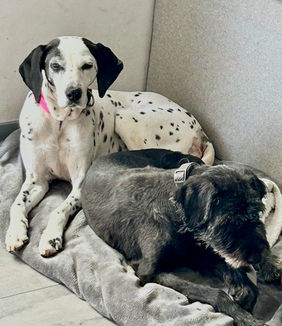 Hund vermittelt Happy End