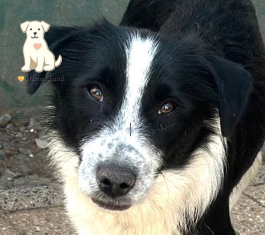 Herzenshund Emma.jpg