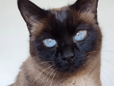 Communication Animale  
 Magnétisme sur Animaux