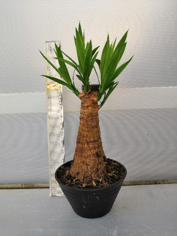 Yucca Elephantipes Maya Tree Rarity18 2