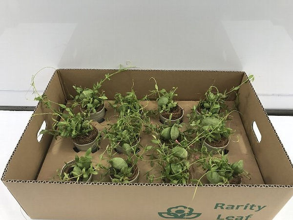 写真 2019-04-18 15 22 10.jpg