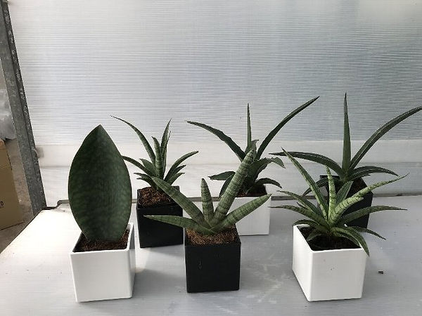 写真 2018-12-28 12 50 48.jpg