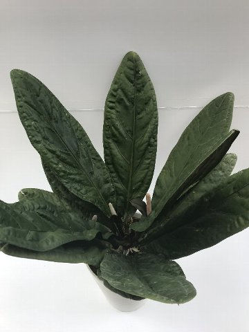 写真 2019-05-22 13 13 32.jpg