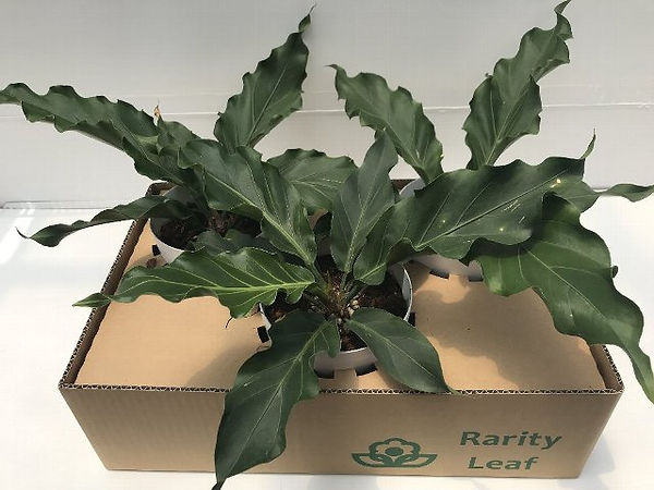 写真 2019-05-22 11 30 15.jpg