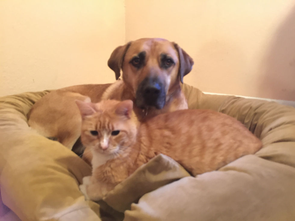 Duncan Dog and Segue Cat