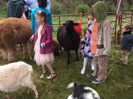 Petting Zoo