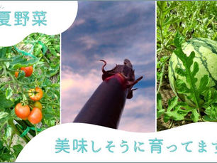 夏野菜、美味しく育ってます!
