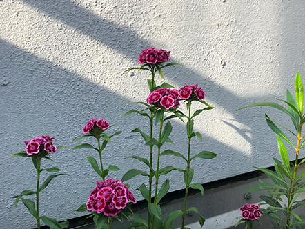 Rosa-pinke Blumen vor einer weißen, groben Wand auf die einige Sonnenstrahlen fallen
