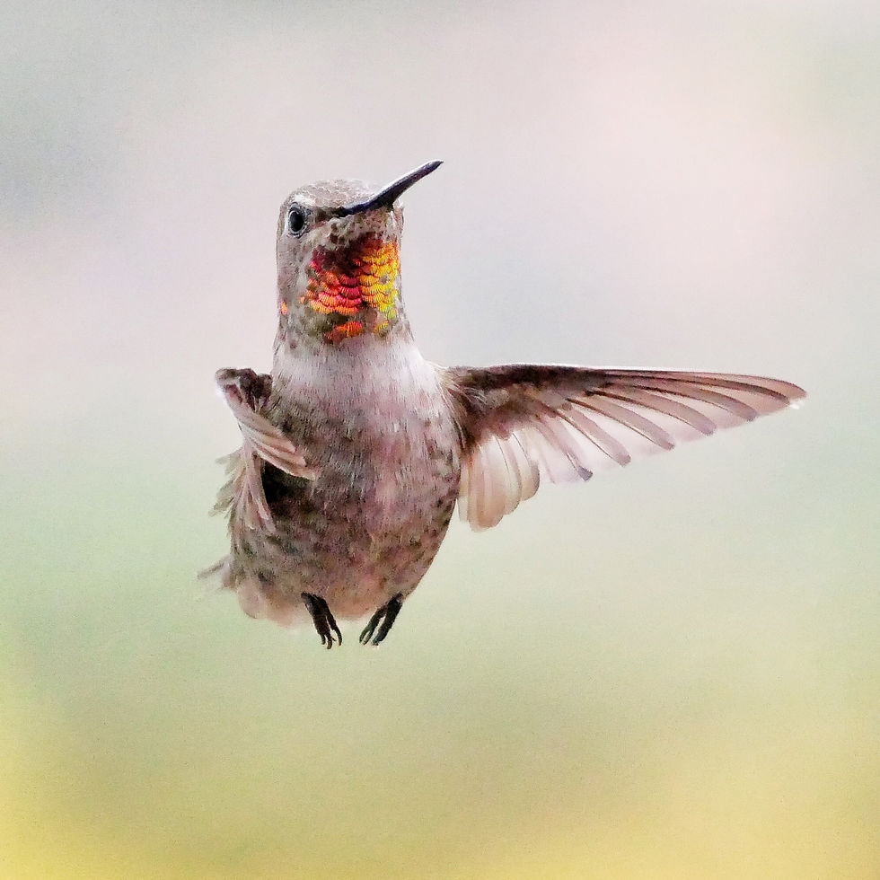 Welcome, Mr. Hummingbird!