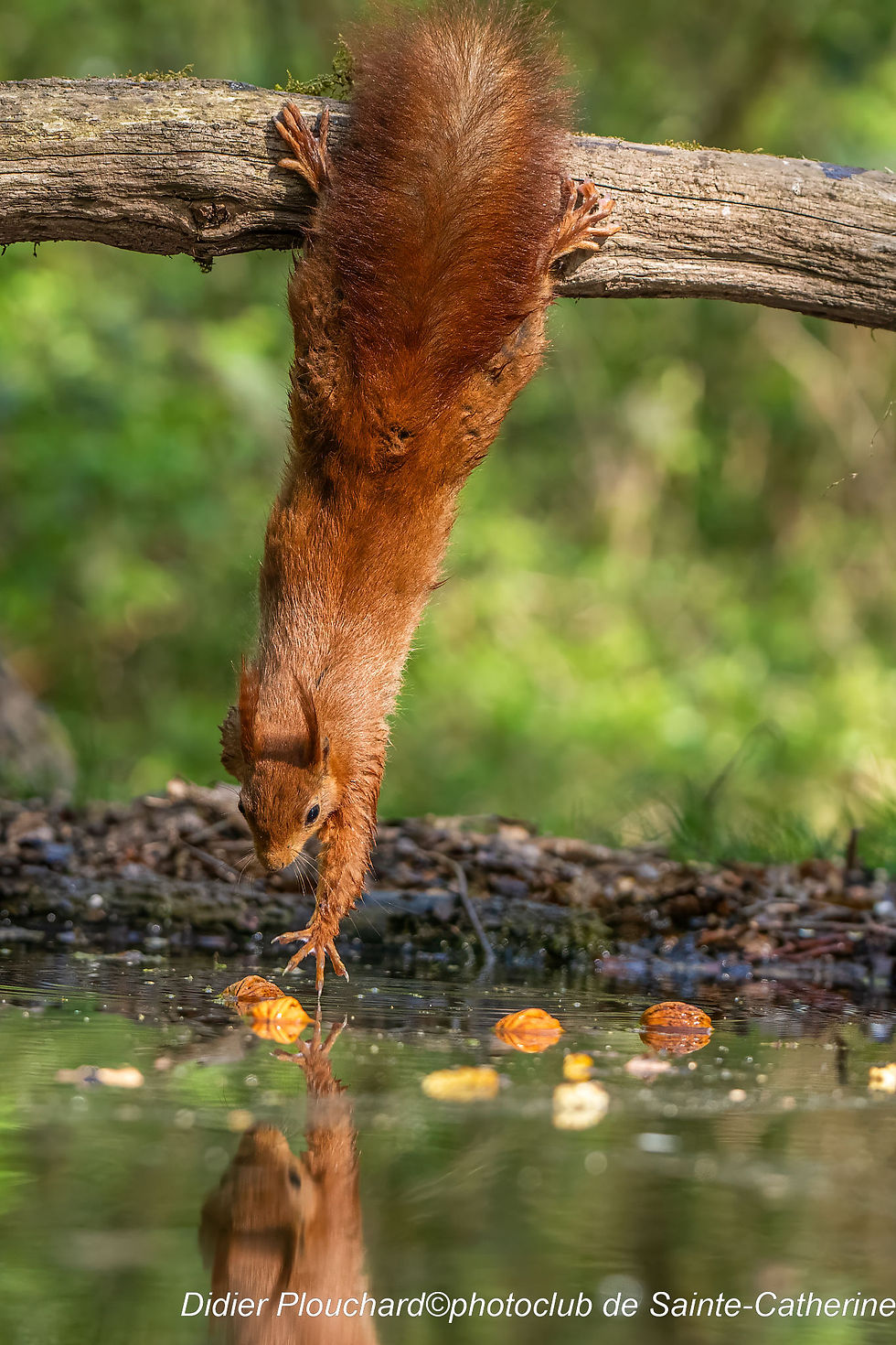 Acrobate dans ses oeuvres_DxO