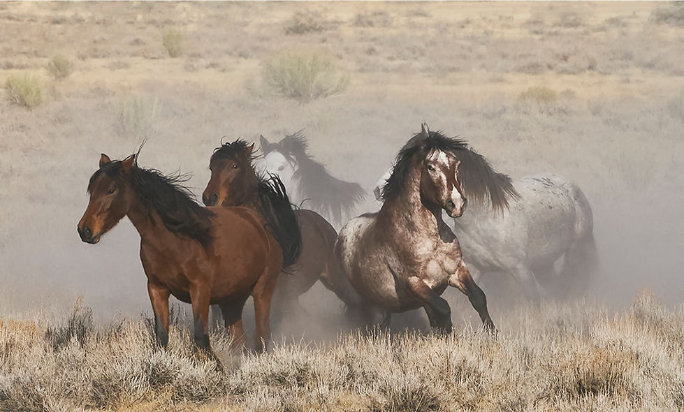 WildhorsesoftheNumu#30_14x22-Sierras_Day_Two_horses_111025_01566_web.jpg