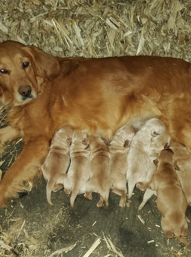 Available Puppies Sunrise Golden S Farm Wisconsin