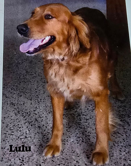 lulu pic.jpg