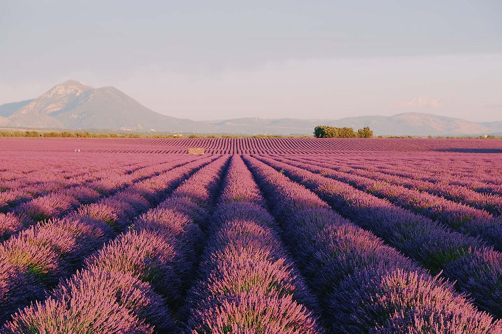 Your Goals FRENCH LESSONS WITH FLEUR