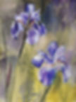Flowers Siberian Iris