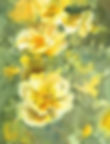Roses Harrisons Yellow Study