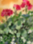 Flowers Geraniums