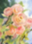 Roses Madame Pierre Oger