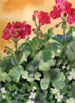 Blossoms Cards Geraniums
