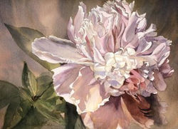 Watercolors of Flowers Cards Peony