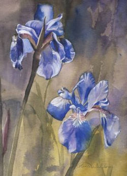 Watercolors of Flowers Cards Siberian Iris