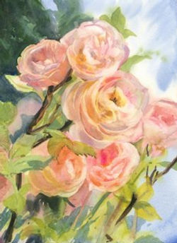 Blossoms Cards Madame Pierre Oger Study
