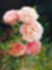 Roses Madame Pierre Oger