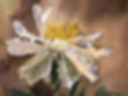 Flowers Open Peony