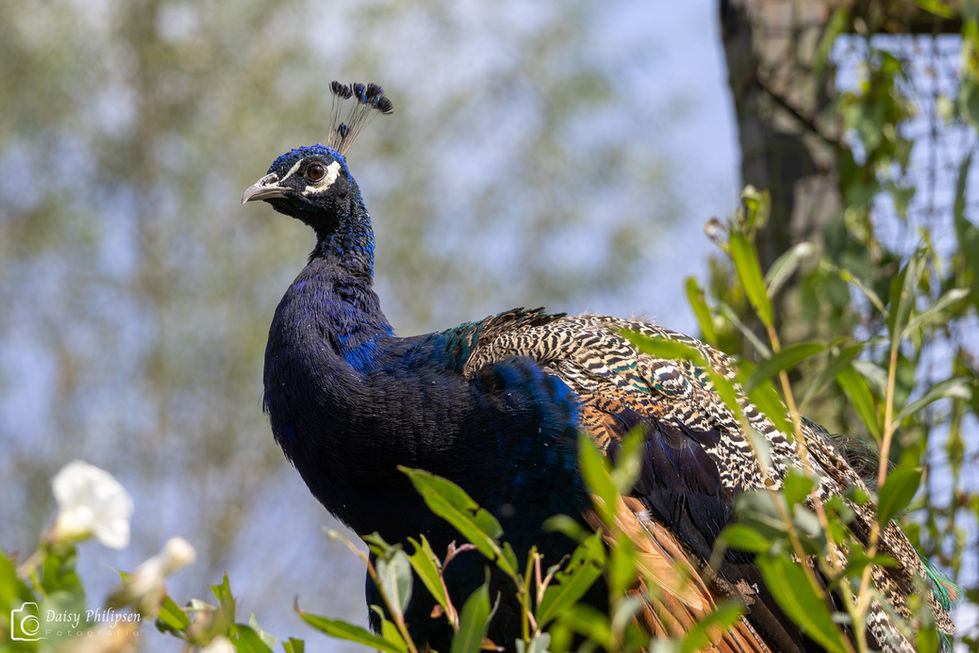 Dierenfotografie - Pauw