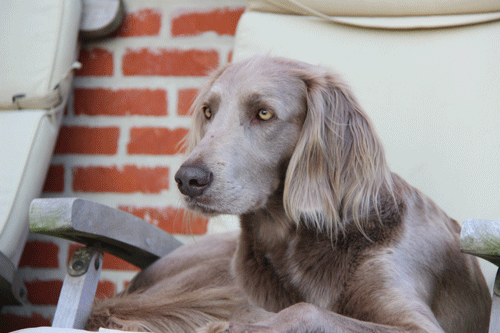 Zara Langhaar Weimaraner
