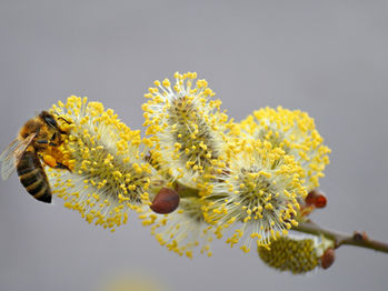 bee pollinating a yellow flower