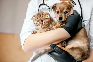 Chien et chat chez le vétérinaire