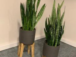 aménagement floral et végétal